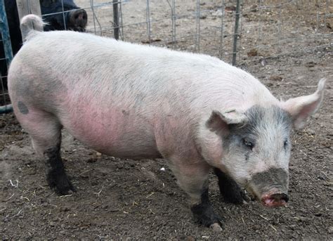 Includes 6E Health & Breeding Guarantee. . Pig sows for sale